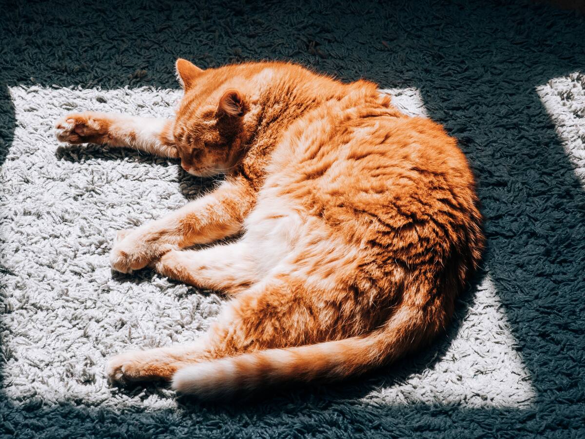 Gata fue enviada por accidente en un paquete de Amazon: viajó de Utah a California