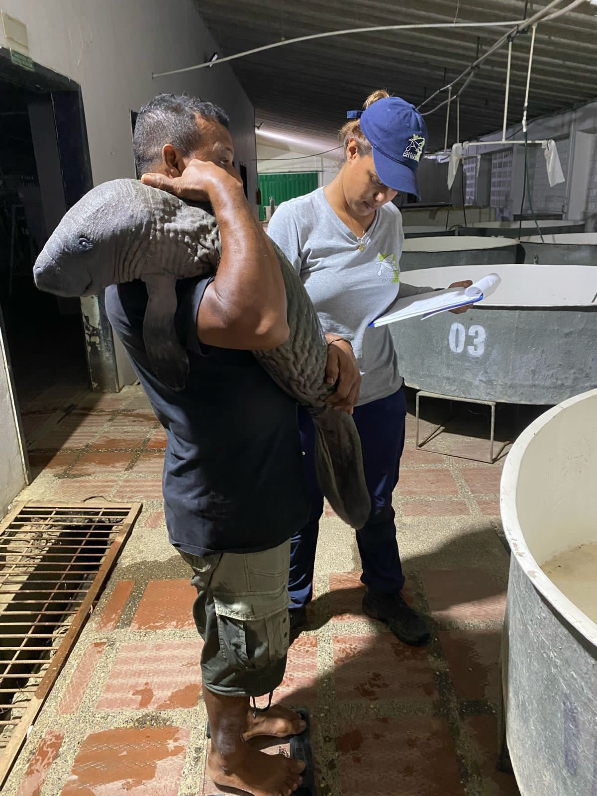 Autoridades ambientales rescatan a manatí varado en una ciénaga de Córdoba. Foto: CAR - CVS.