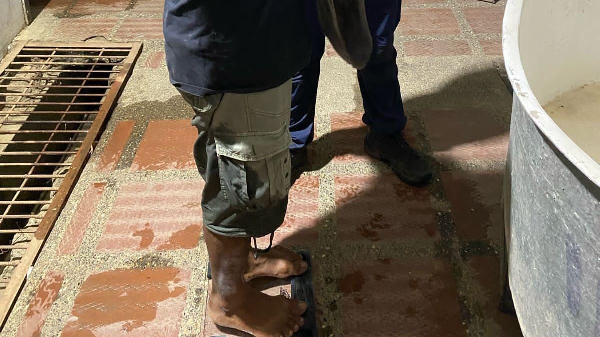 Autoridades ambientales rescatan a manatí varado en una ciénaga de Córdoba