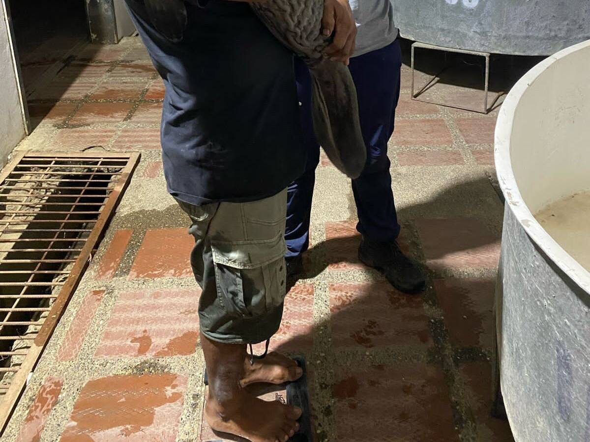 Autoridades ambientales rescatan a manatí varado en una ciénaga de Córdoba