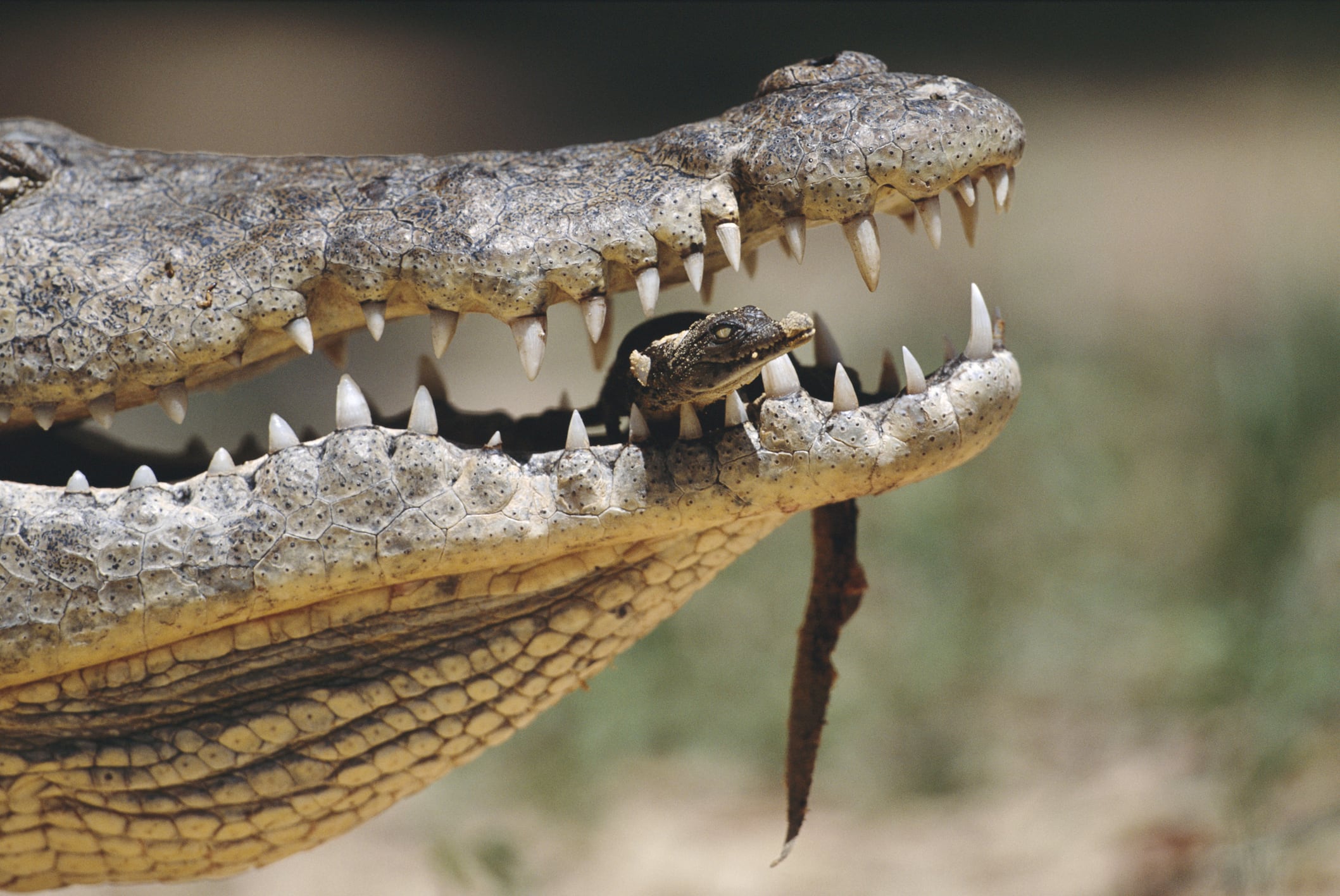 Cocodrilos, imagen de referencia. Foto: Getty Images