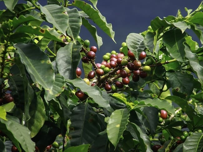 Fenómeno de El Niño, &quot;el gran aliado&quot; para los productores de café en Caldas