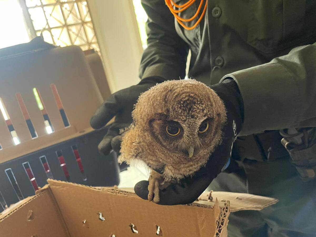 Más de 300 animales que iban a ser vendidos fueron rescatados por la Policía