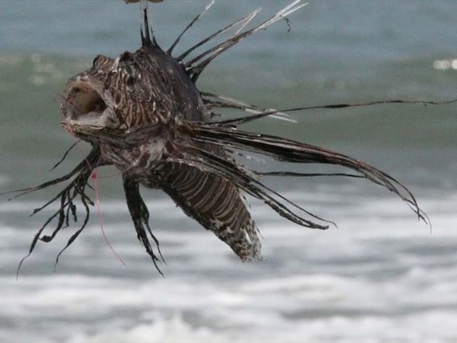 Pez León, otra amenaza para el Caribe. Foto: Colprensa