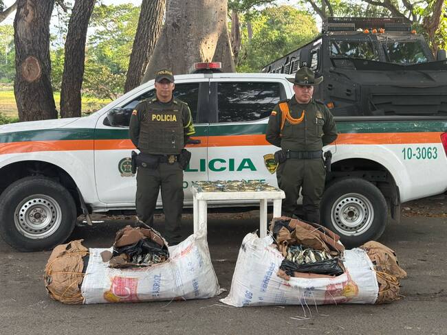 Incautan más de 140 kilogramos de cangrejos azules que iban a ser comercialización en Cúcuta. / Foto: DENOR.