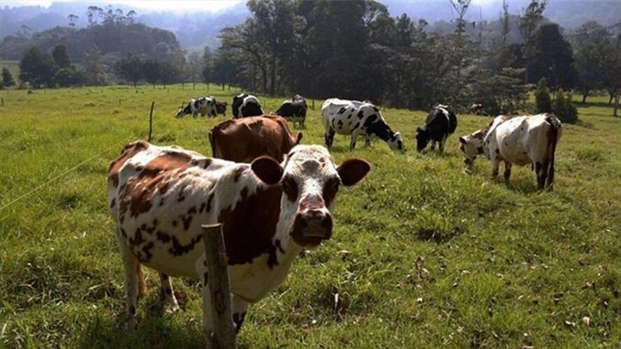 El funcionario se mostró sorprendido que en época de heladas y sequía no existió argumento para importación, pero ahora que hay producción sí.. Foto: W Radio