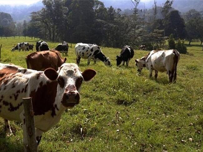 El funcionario se mostró sorprendido que en época de heladas y sequía no existió argumento para importación, pero ahora que hay producción sí.. Foto: W Radio
