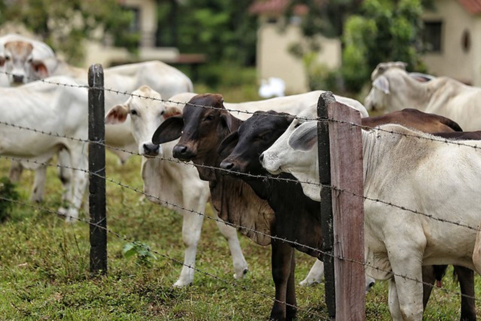 Imagen de referencia, la estructura delincuencial Carlos Patiño se llevó 120 cabezas de ganado de la finca Santa Clara. Crédito: Colprensa.