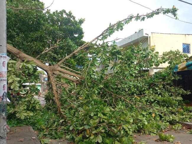 Árboles y lineas de alta tensión caídas, dejan fuertes vientos en Cartagena
