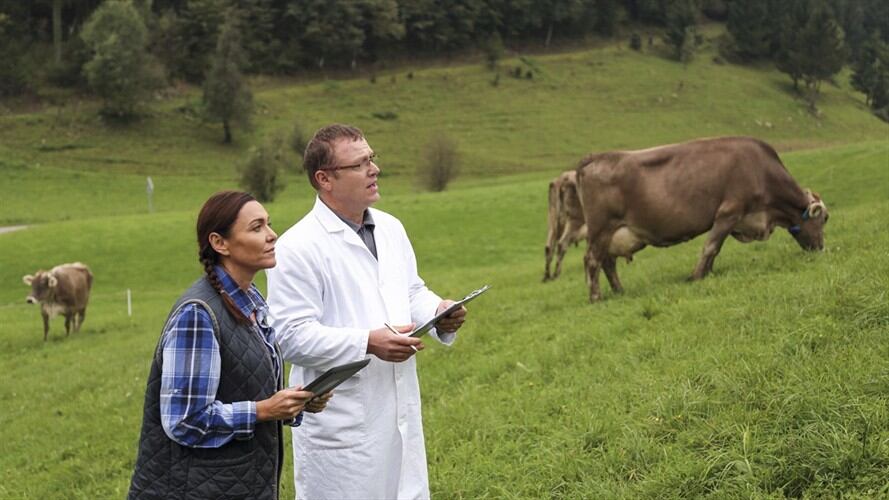 Balance del segundo ciclo de vacunación contra la fiebre aftosa en el país. Foto: Getty Images
