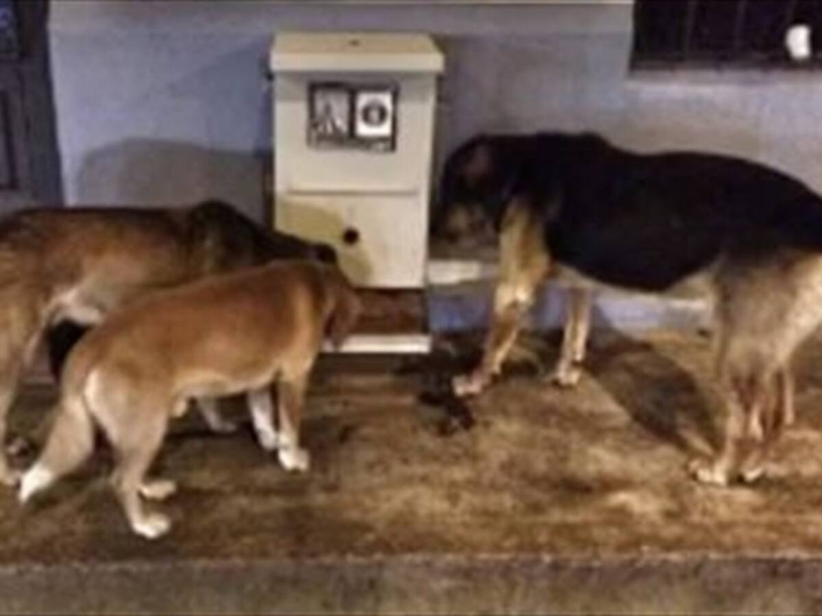 En Cajicá denuncian invasión de espacio público por dispensadores de comida para perros