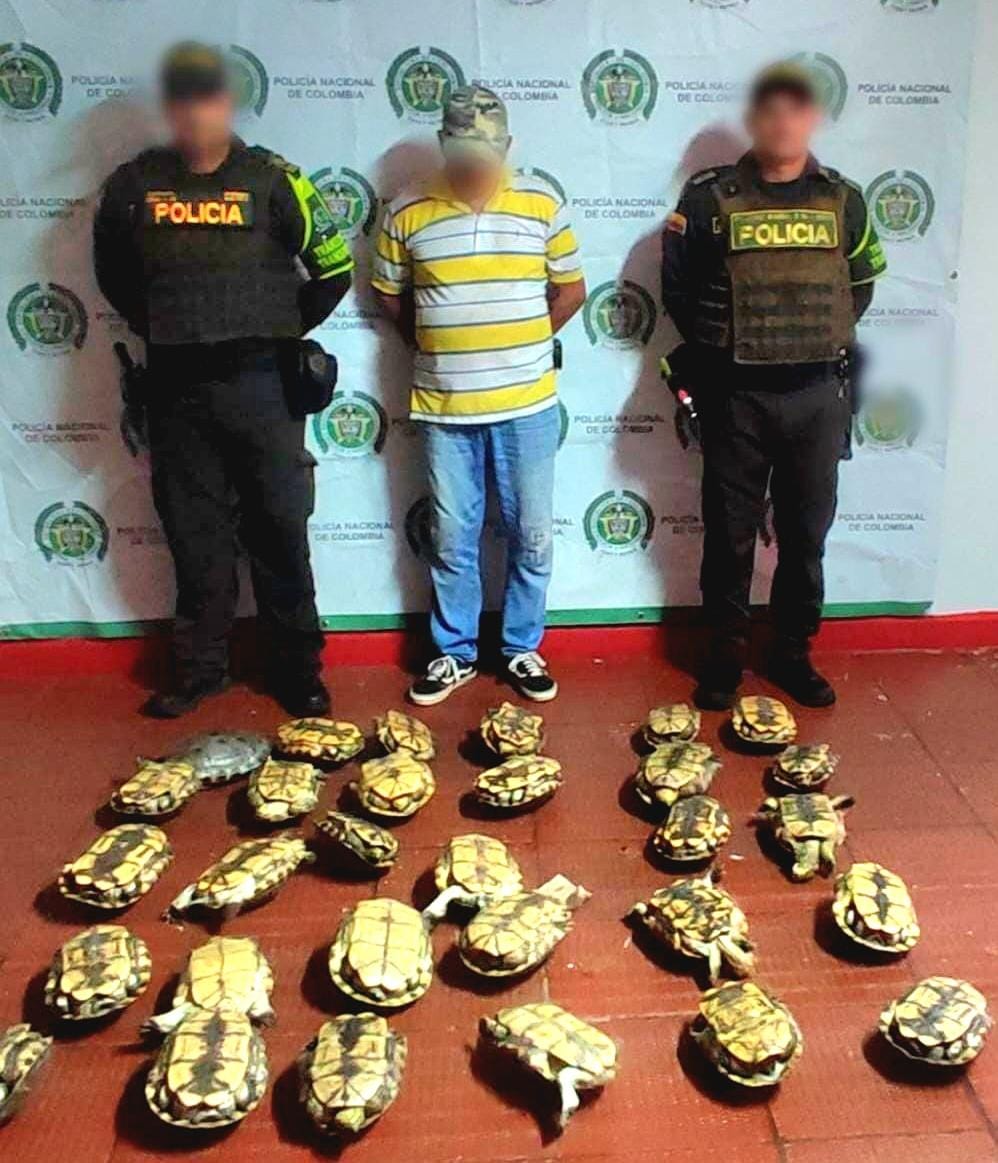 Incautan 30 hicoteas que iban a ser comercializadas en Córdoba: un hombre fue detenido. Foto: prensa Policía Córdoba.