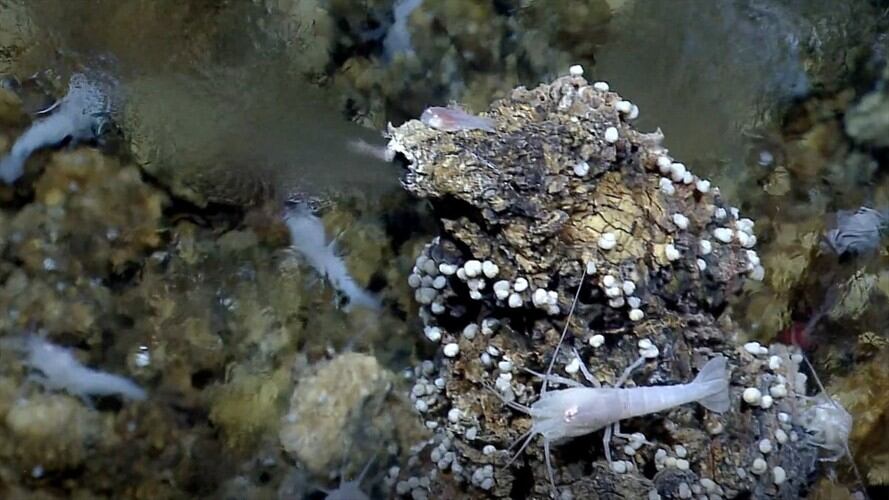 Los detalles del estudio se publican esta semana en la revista Proceedings of the National Academy of Sciences.. Foto: NOAA/C. German (WHOI) – EUROPA PRESS