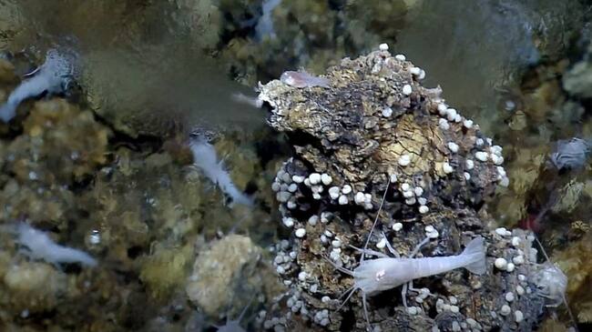 Los detalles del estudio se publican esta semana en la revista Proceedings of the National Academy of Sciences.. Foto: NOAA/C. German (WHOI) – EUROPA PRESS