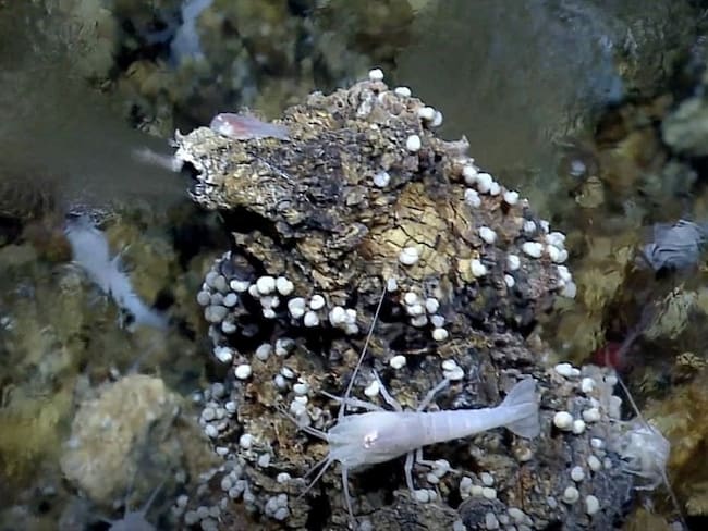 Los detalles del estudio se publican esta semana en la revista Proceedings of the National Academy of Sciences.. Foto: NOAA/C. German (WHOI) – EUROPA PRESS