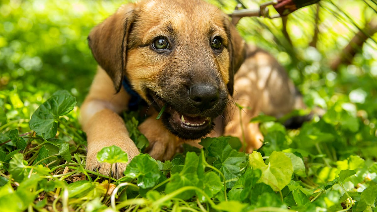 Plan de cerámicas y perritos en Bogotá: Esta actividad está a cargo de Woof Dates, una marca que trabaja junto a la fundación Patrulla Criolla.