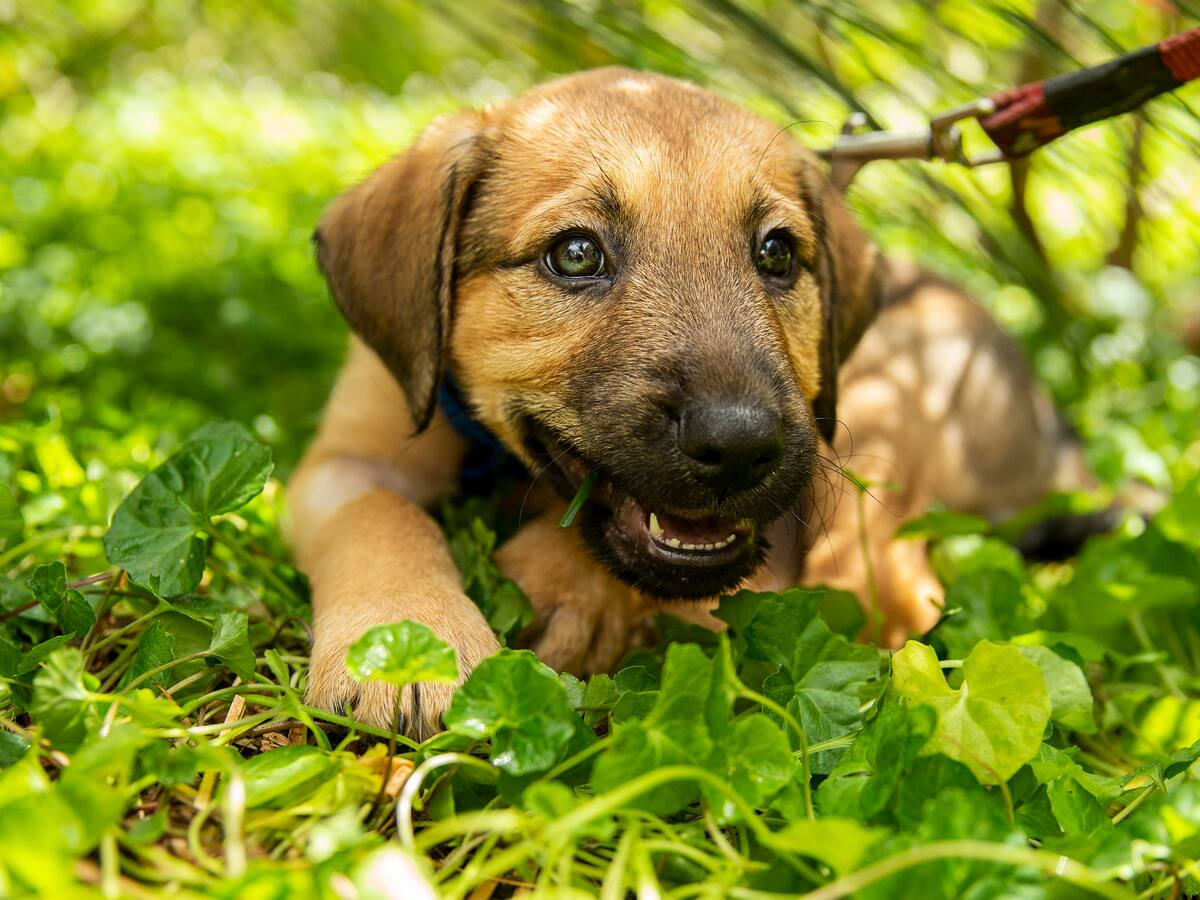 Plan de cerámicas y perritos en Bogotá; la actividad está a cargo de Woof Dates