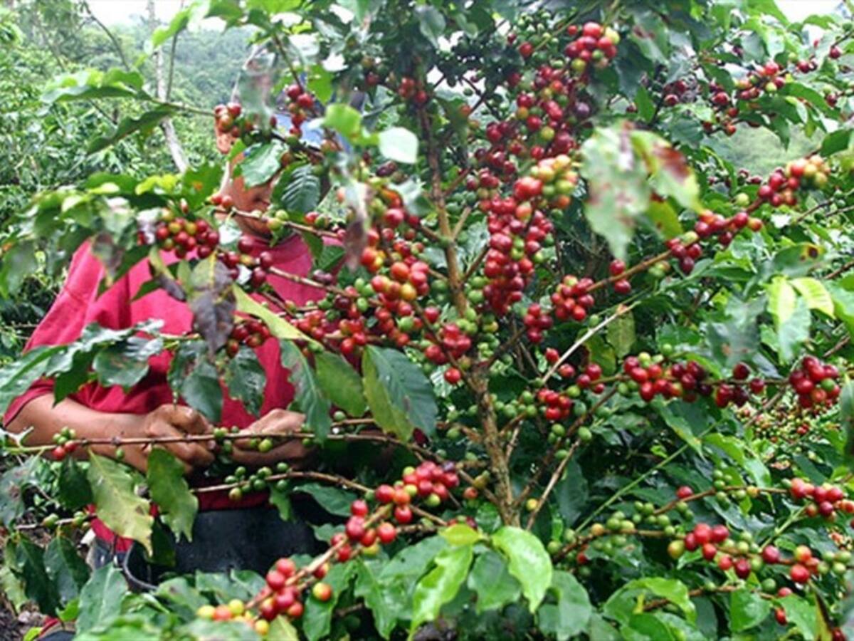 Minagricultura analiza situación de cafeteros en Colombia