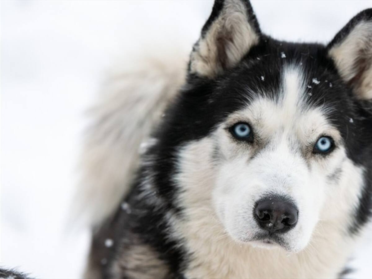 Un husky cayó a un lago congelado en China