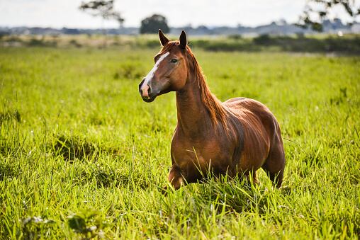 La historia del caballo que todos los días llega a una panadería de Ibagué a pedir pan. Foto: Getty