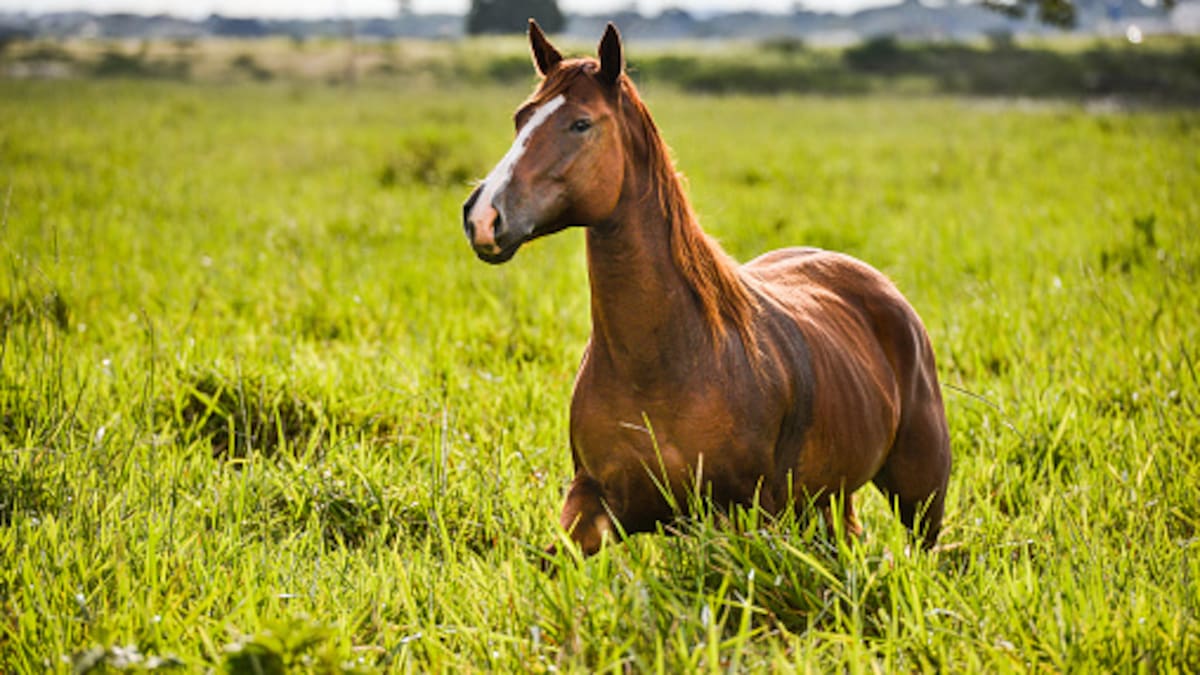 El caballo que todos los días llega a una panadería de Ibagué a pedir pan