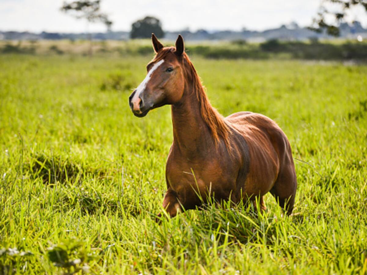 El caballo que todos los días llega a una panadería de Ibagué a pedir pan