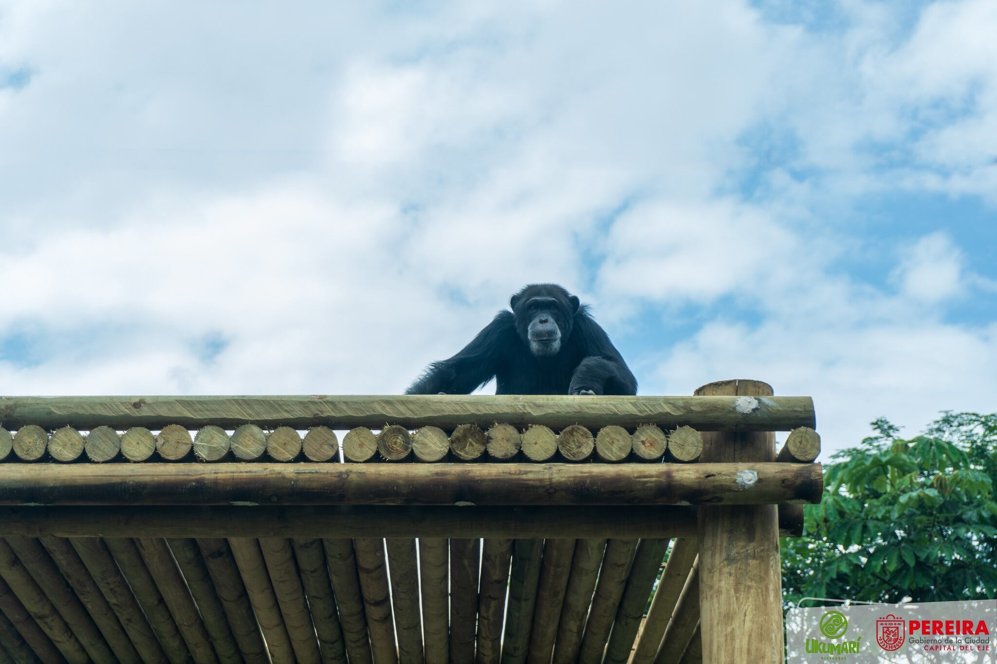 Imagen de archivo de Pancho, uno de los chimpancés de Parque Natural. Foto: Bioparque Ukumarí.