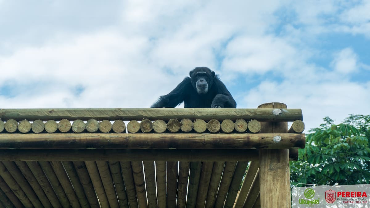Procuraduría y ambientalistas insisten en que chimpancé Yoko salga de cautiverio