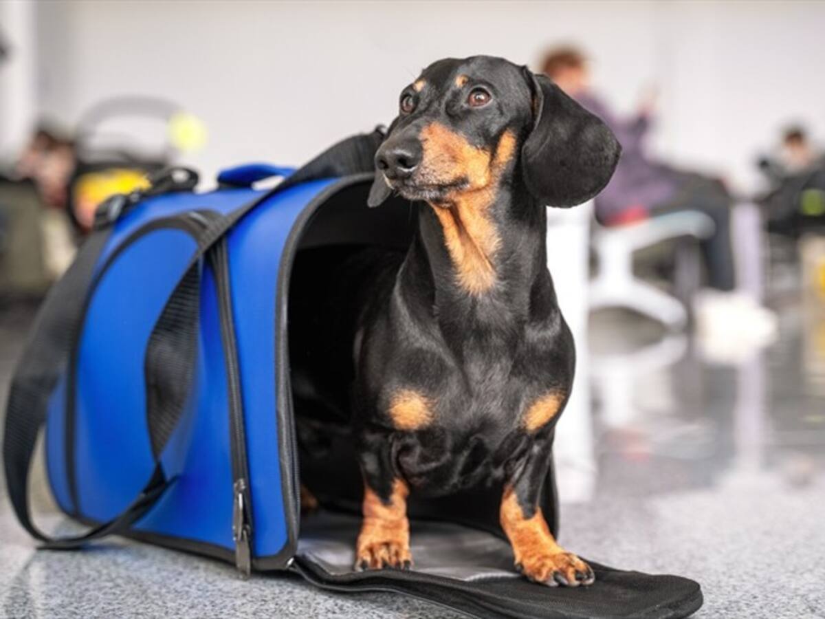 ¿Qué debe tener en cuenta al momento de viajar con su mascota?