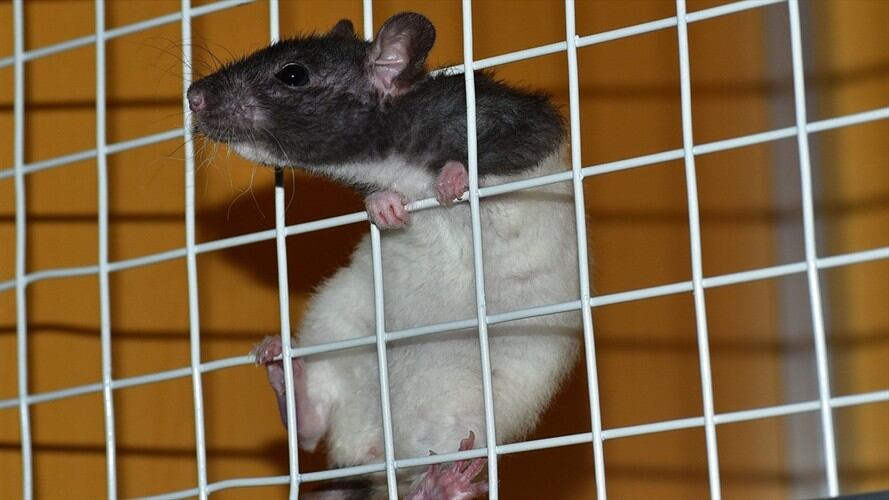 Proyecto que prohíbe pruebas cosméticas en animales pasa a sanción presidencial. Foto: Pixabay