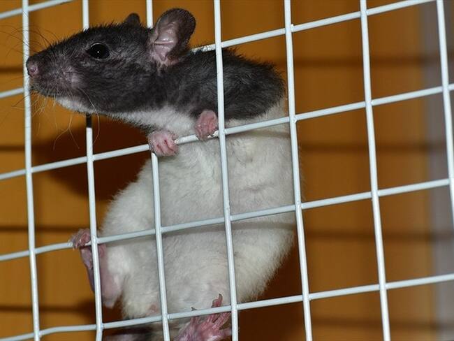 Proyecto que prohíbe pruebas cosméticas en animales pasa a sanción presidencial. Foto: Pixabay