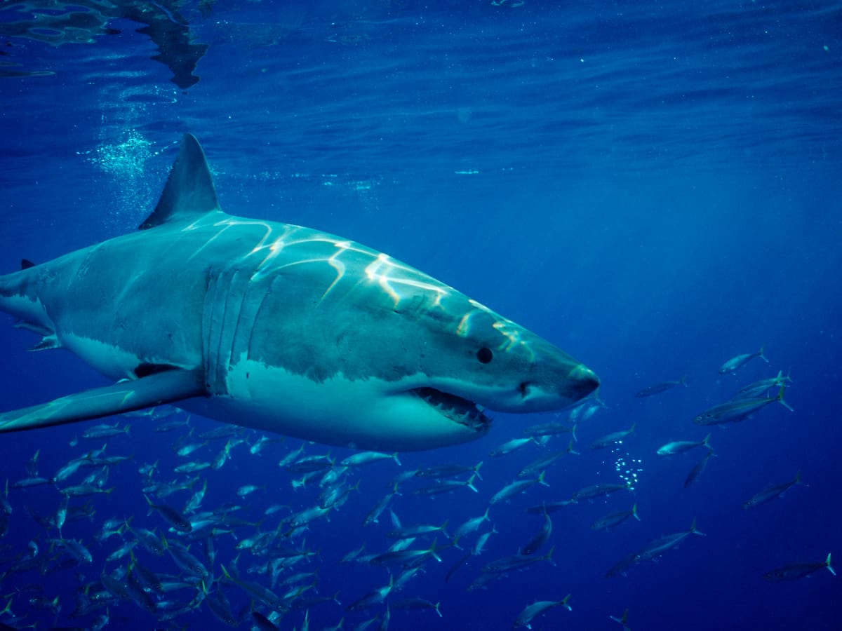 Estos son algunos animales que se encuentran en peligro de extinción