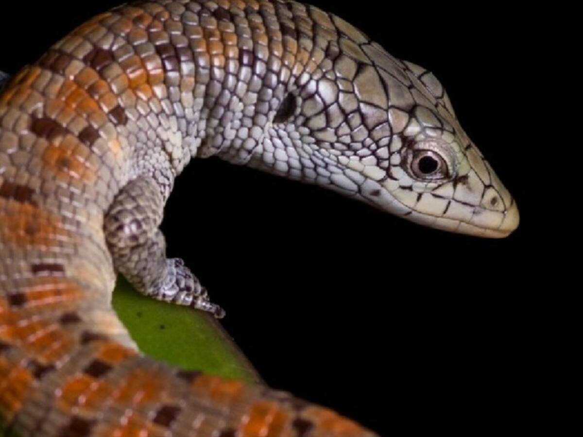 Luego de 17 años reaparece la lagartija bumanguesa