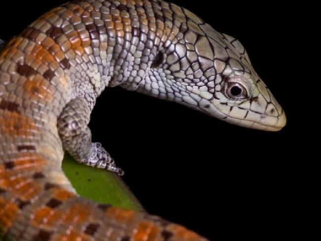 Luego de 17 años reaparece la lagartija bumanguesa