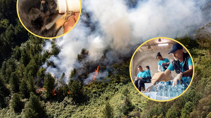 Incendio en los Cerros Orientales de Bogotá, Colombia. En el círculo, donaciones de agua y alimento para animales (Fotos vía GettyImages)