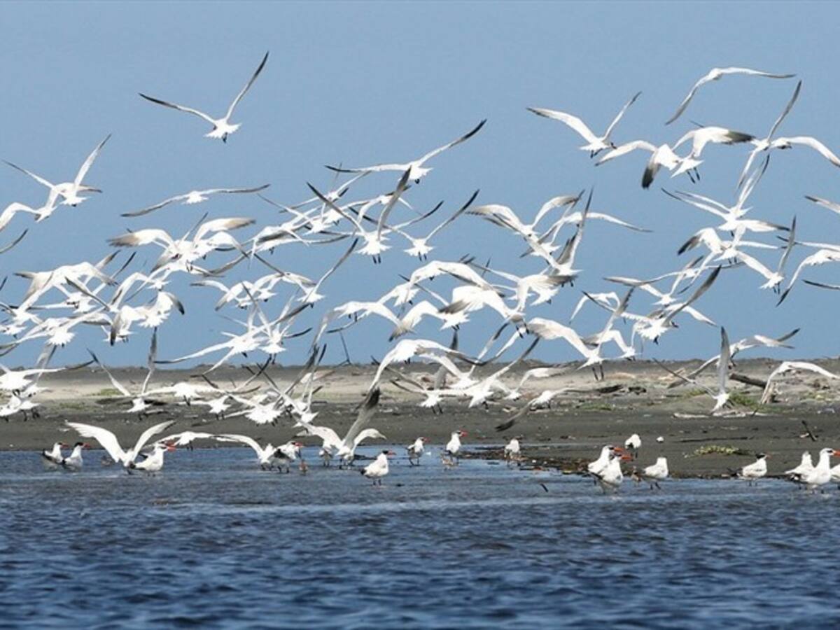 Minambiente suspende obras que afectan la Ciénaga Grande de Santa Marta