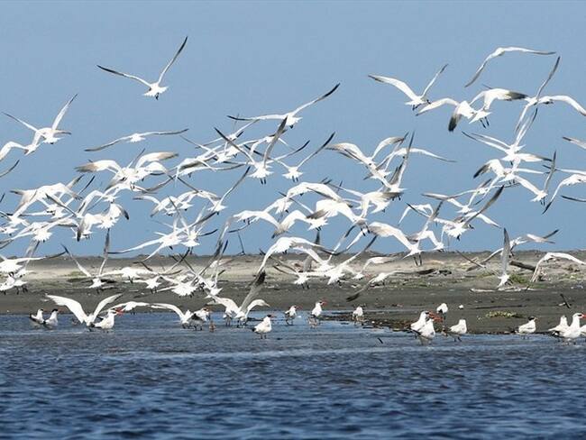 Se presentó una modificación de las condiciones del suelo natural del área y también se realizó la remoción de cobertura vegetal de la Ciénaga Grande de Santa Marta. Foto: Colprensa
