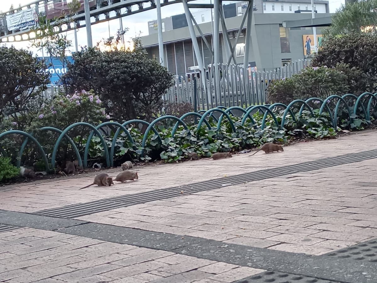 Denuncian invasión de ratas en Bogotá