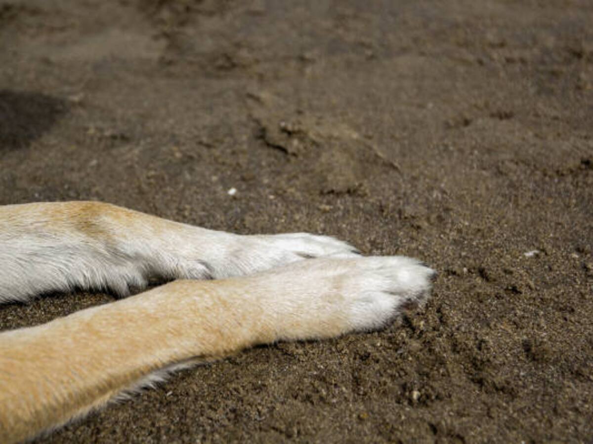 Maltrato animal en Santa Marta: sujeto lleva un perro atado corriendo al lado de una moto