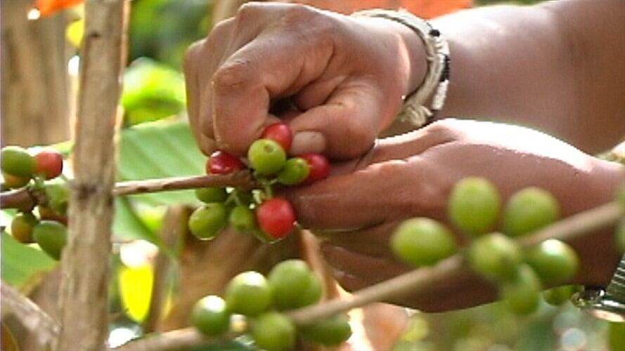 Café de la Sierra Nevada de Santa Marta. Foto: Colprensa