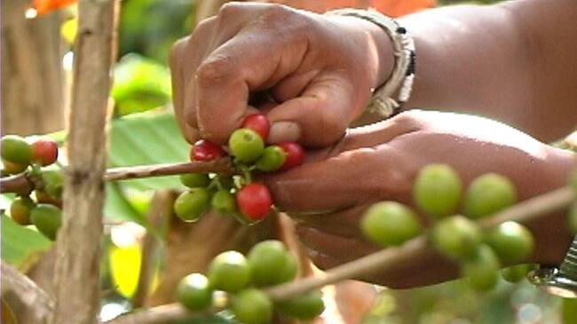 Café de la Sierra Nevada de Santa Marta. Foto: Colprensa