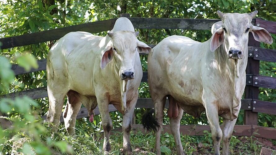 A través de examen, Colombia espera ser un país libre de fiebre aftosa. Foto: Colprensa