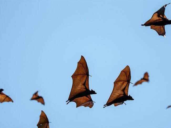 Descubren una nueva especie de murciélago en los Andes de Colombia, Perú y Ecuador
