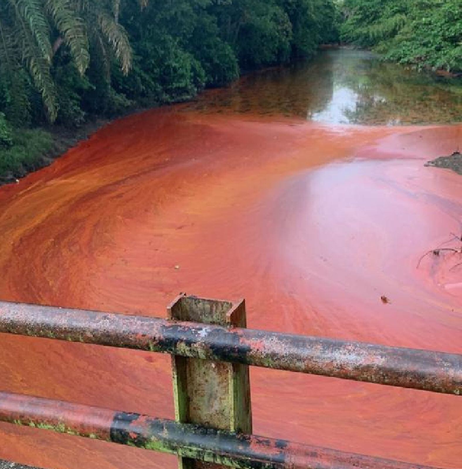 Derrame de palma de aceite/ suministrada