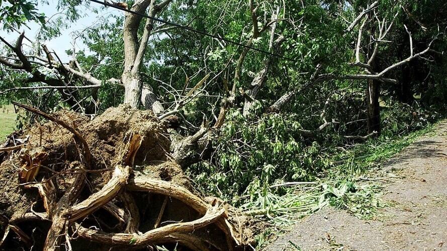 Caída de árboles ocasionó salida del aire de varias emisoras universitarias en centro de Bogotá. Foto: Colprensa