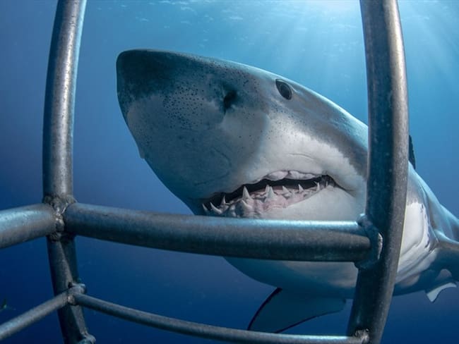 Las imágenes fueron incluidas en un programa de Discovery dedicado a los tiburones. Foto: Getty Images