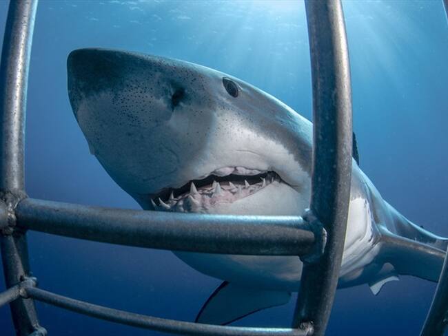Las imágenes fueron incluidas en un programa de Discovery dedicado a los tiburones. Foto: Getty Images