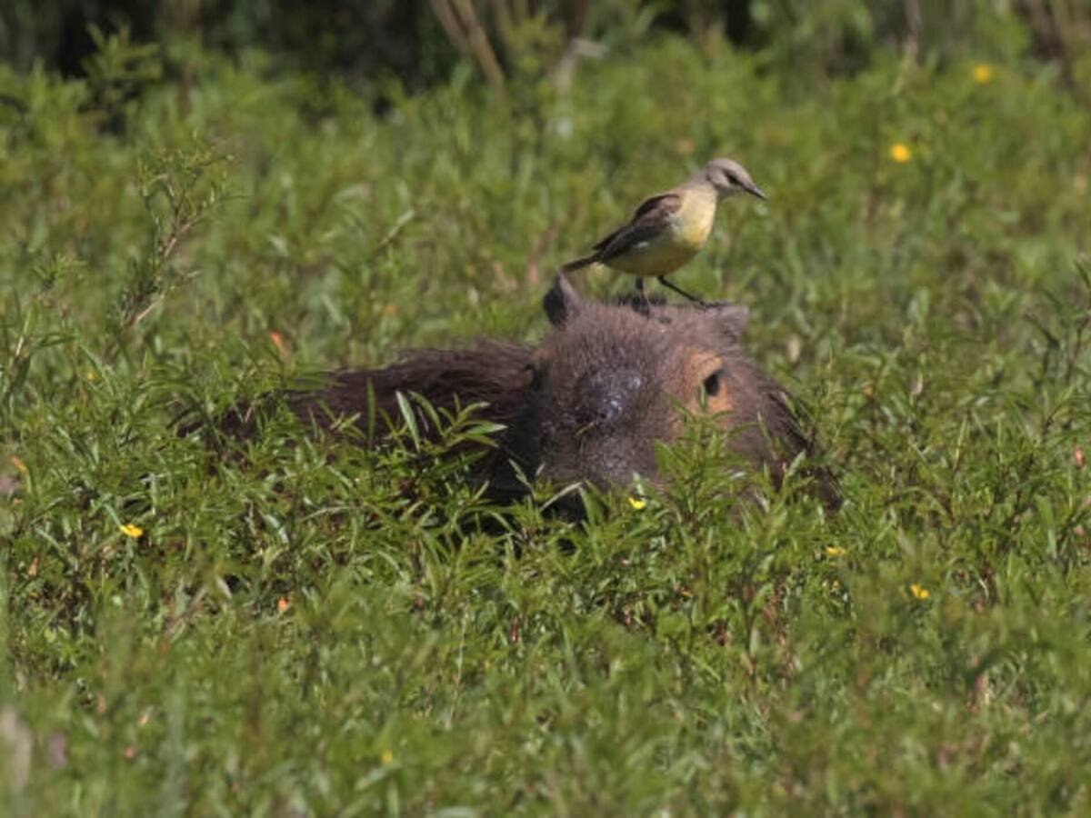 Autoridades ambientales hacen un llamado para evitar el consumo de carne de monte