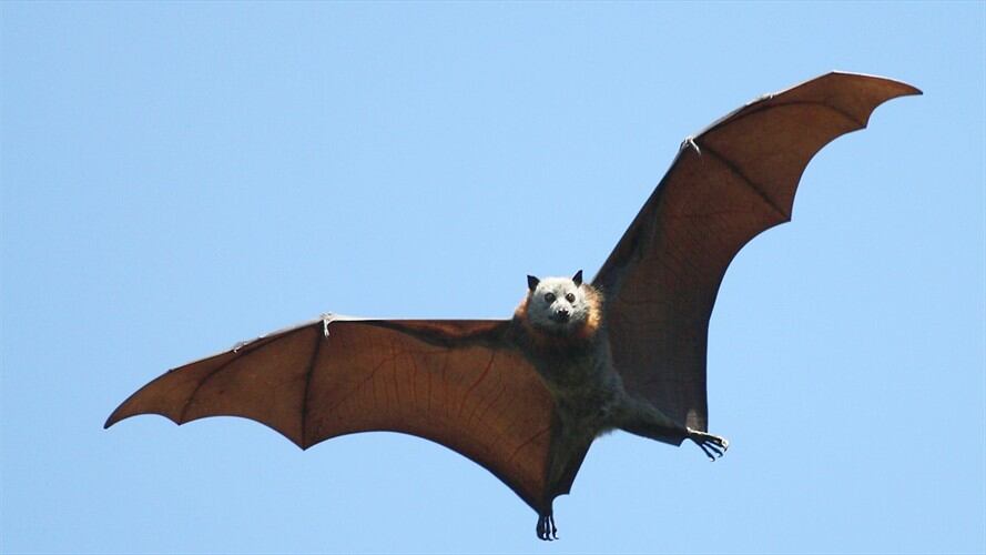 En las redes sociales se viralizó una vieja imagen del animal y los ciudadanos han asegurado que en el país asiático es normal ver este tipo de animales con este tamaño.. Foto: Getty Images