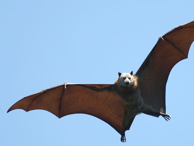 En las redes sociales se viralizó una vieja imagen del animal y los ciudadanos han asegurado que en el país asiático es normal ver este tipo de animales con este tamaño.. Foto: Getty Images